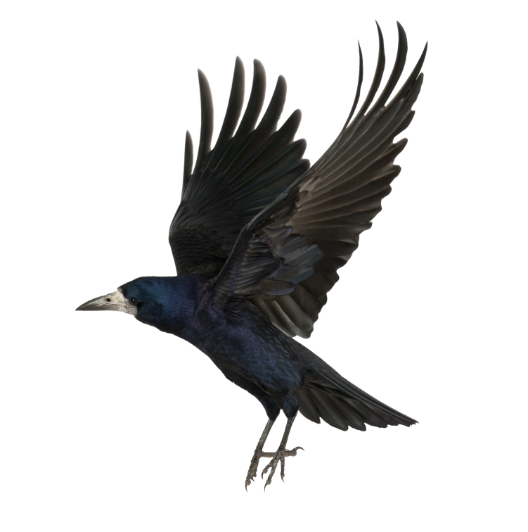 Raven I